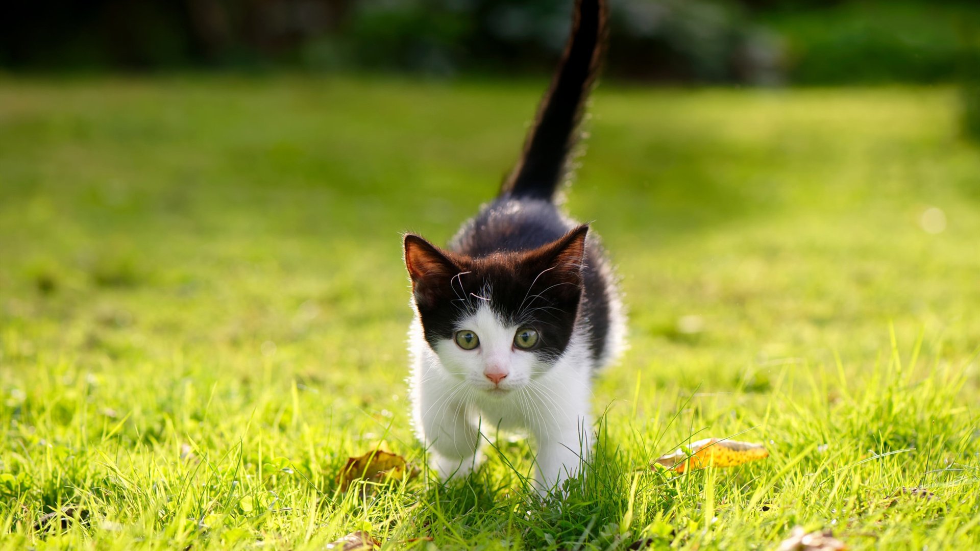 爱游戏体育APP下载-五大联赛技战术对比是否呈现风格融合趋势，五大联赛技术特点