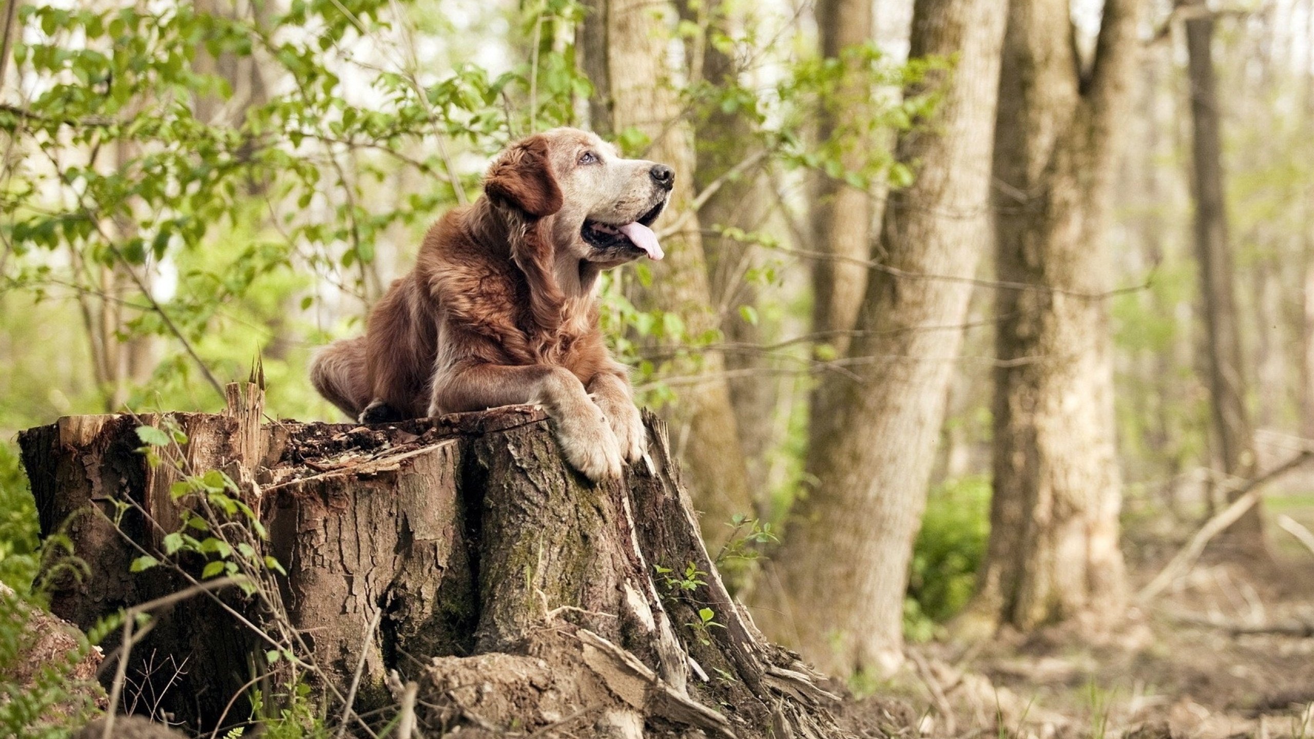 体育金融俱乐部烧钱模式还能持续多久，体育金融是什么