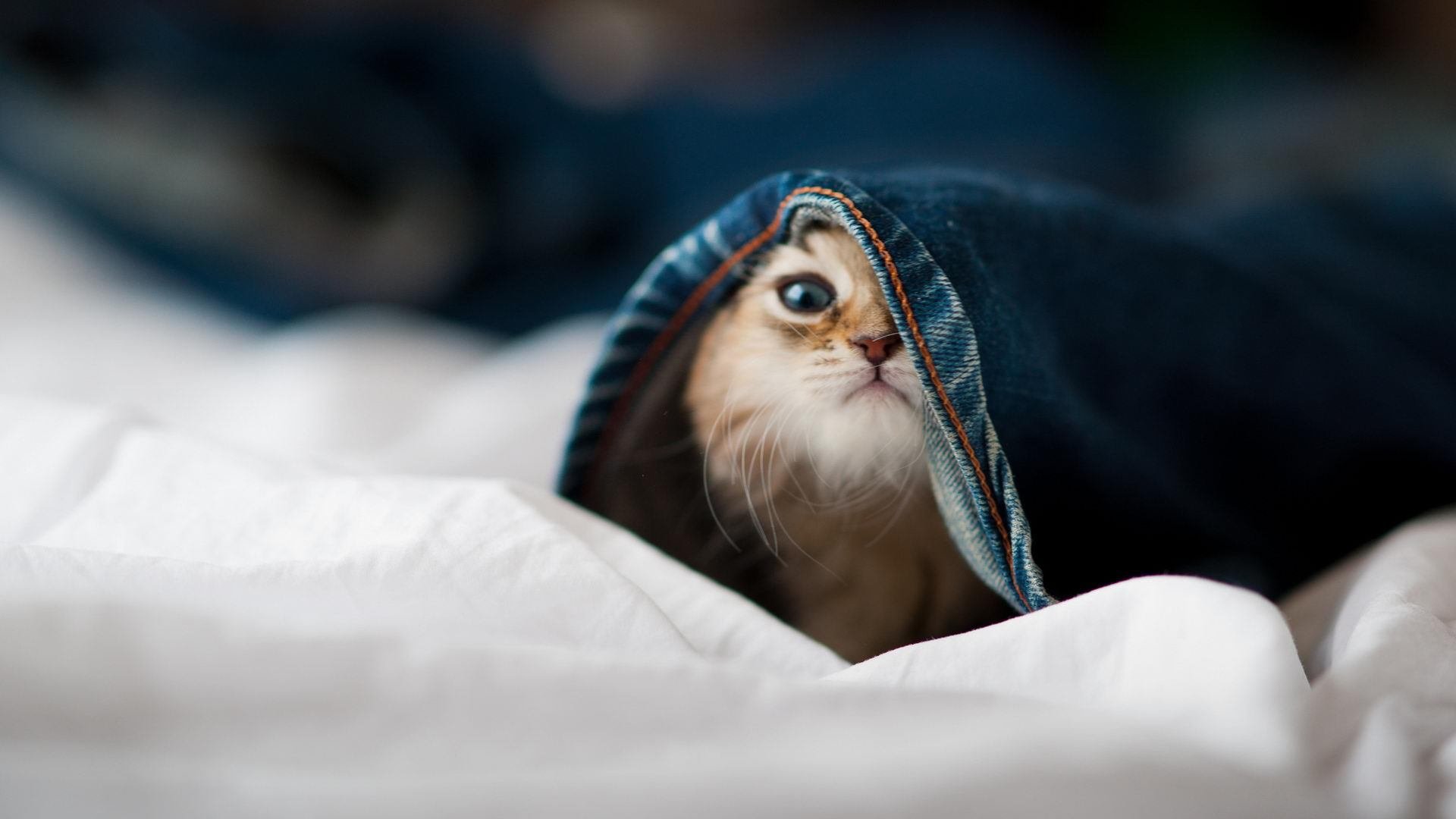 爱游戏登录入口-国家队锋线球员缺乏终结能力，锋线球员什么意思