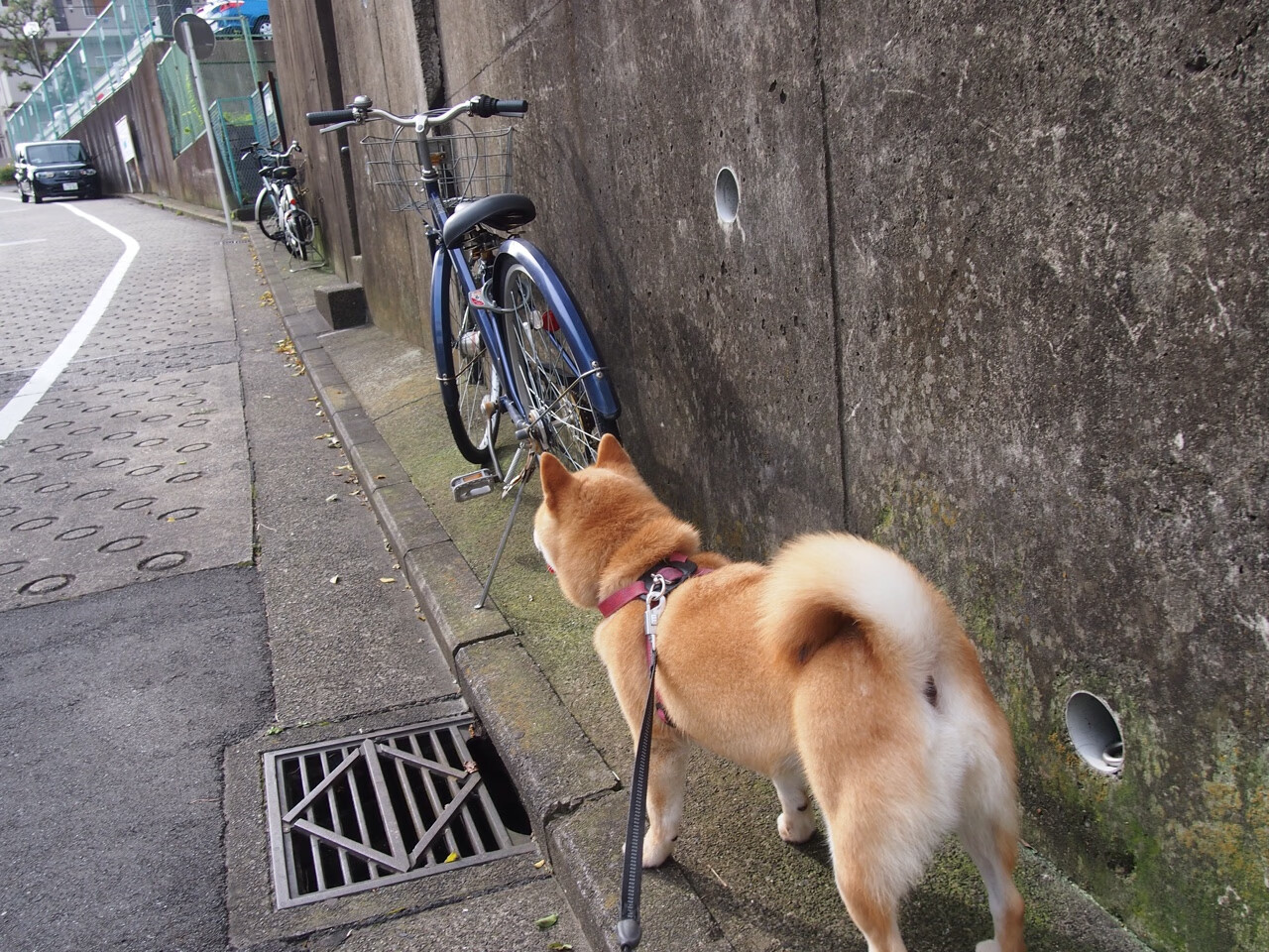 拳击青训计划启动 关注青少年体能发展，拳击青少年重量级别划分