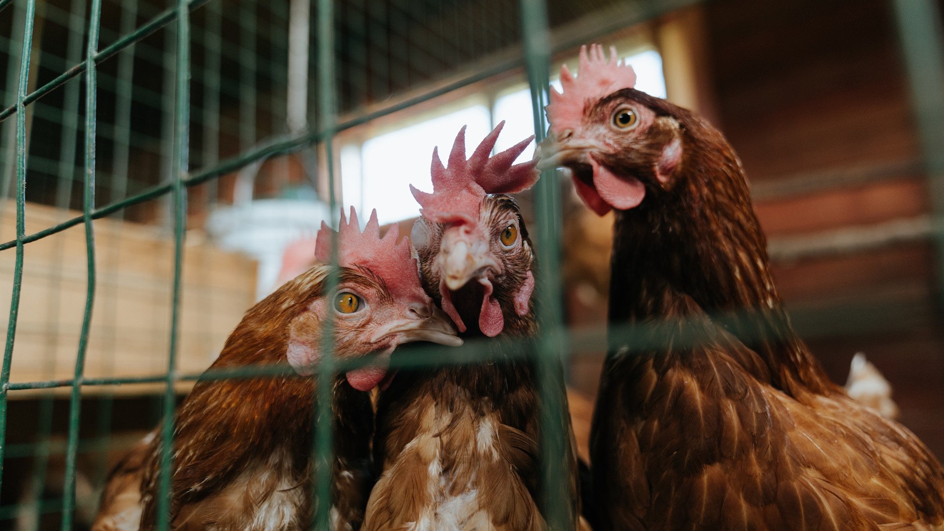 罗马尼亚队表现深度解析：国际乒联混合团体世界杯中的亮点与突破