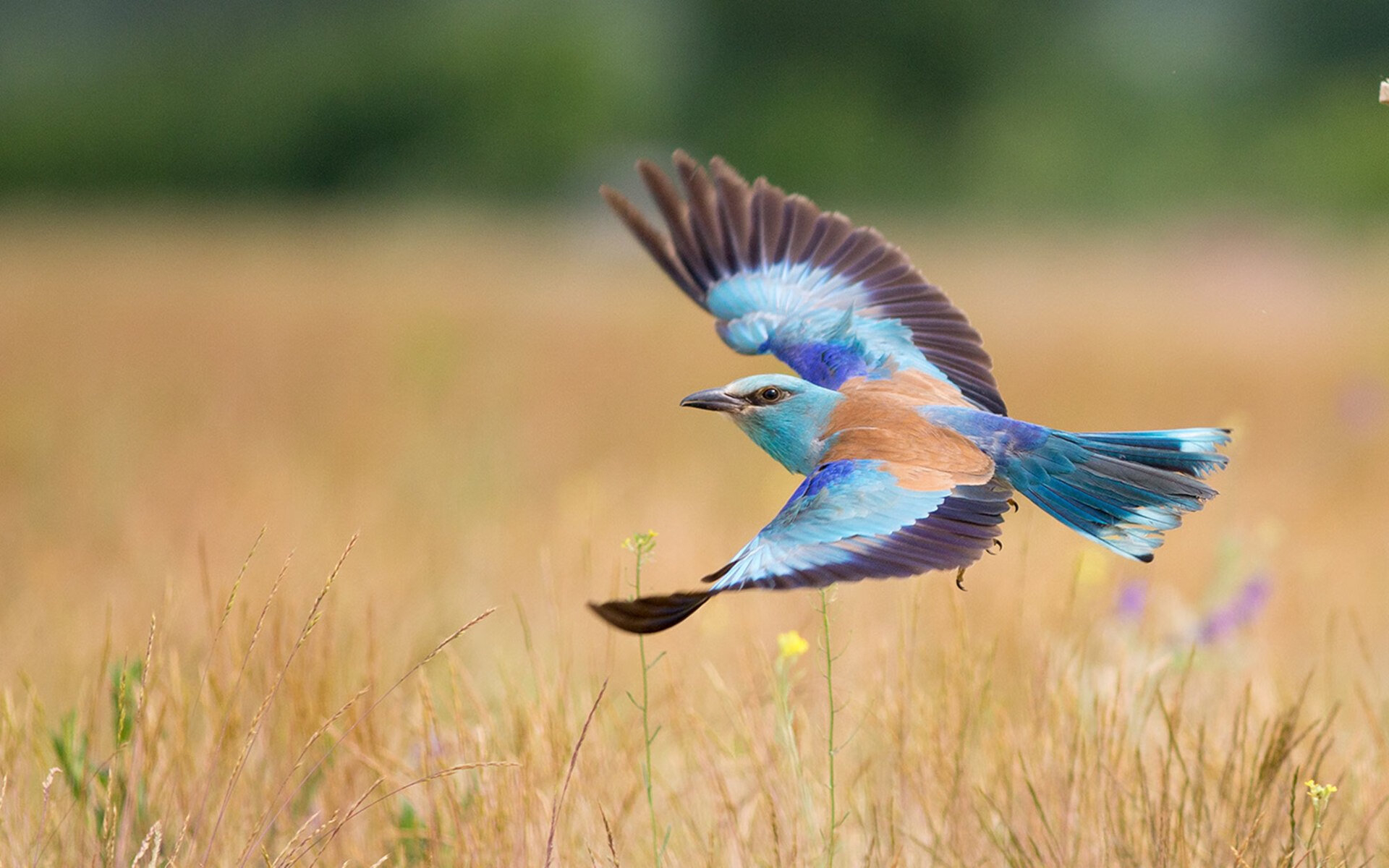 AYX GAMING-青少年体育融合素质教育新路径，体教融合背景下青少年体育俱乐部