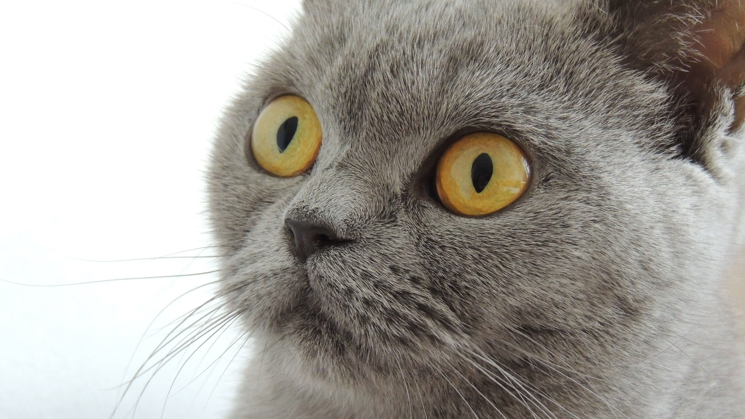 冠军联赛决赛在即,赛前分析全面解读,冠军联赛赛制