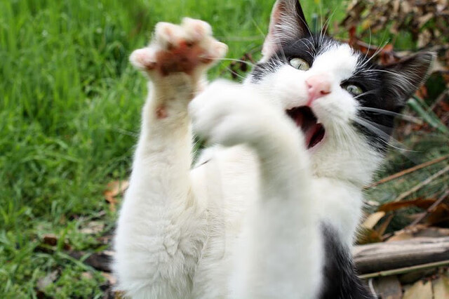 爱游戏体育APP下载-法甲劲旅里尔继续高歌猛进，冲击冠军