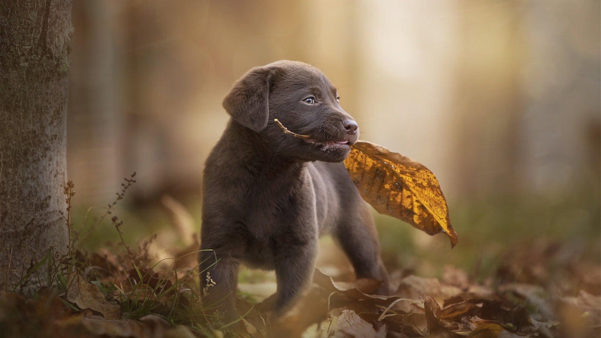 爱游戏体育官方网站-美洲杯明星闪耀：突破极限，精彩无比！，美洲杯选手