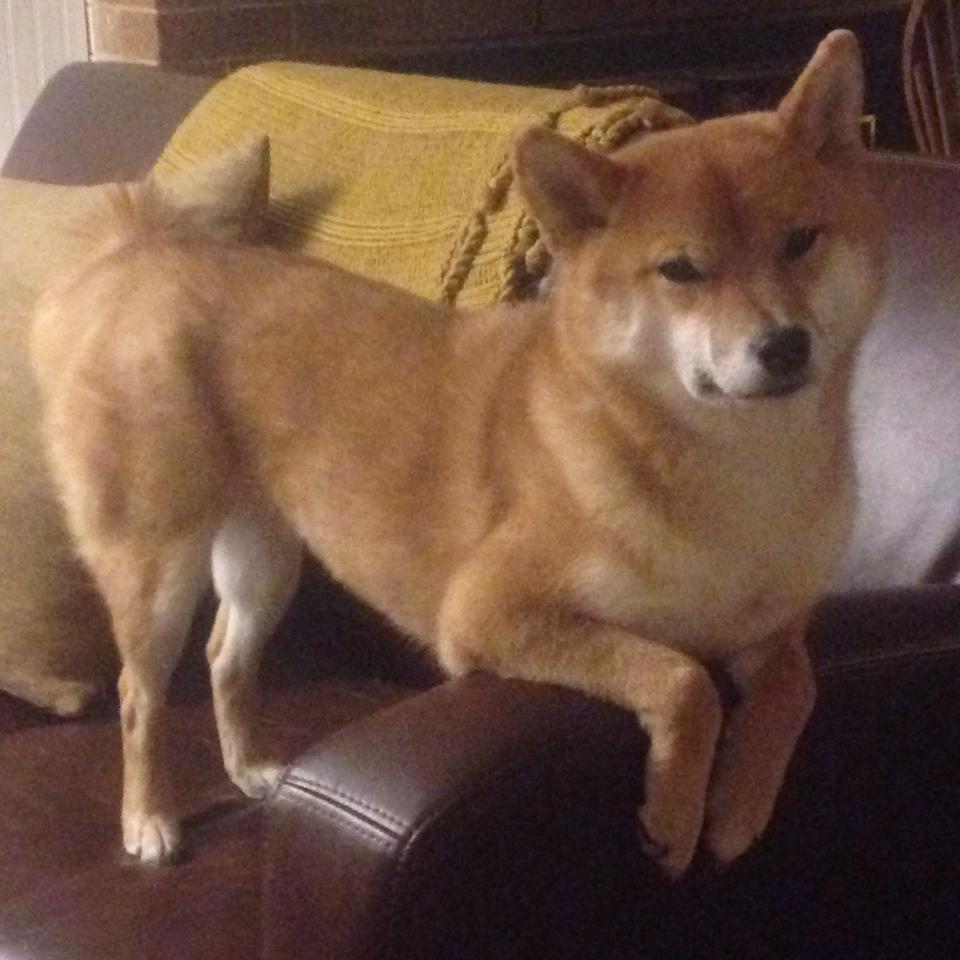 爱游戏体育（AYX）官方APP下载-苏炳添谈到梦想称永远不该放弃，苏炳添说过的励志话