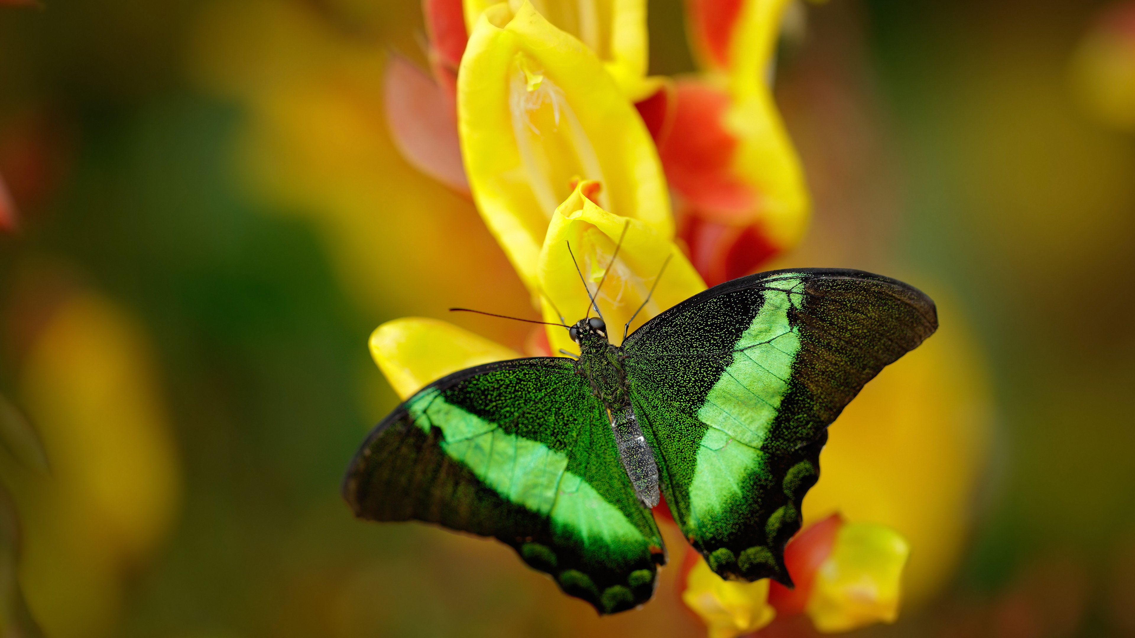 爱游戏在线登录入口-英超冠军悬念：精彩纷呈，胜负难料！，英超冠军2020-2021