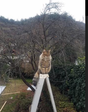 爱游戏 电竞-赛会官宣全新吉祥物设计，文化元素引热议，吉祥物设计比赛2021