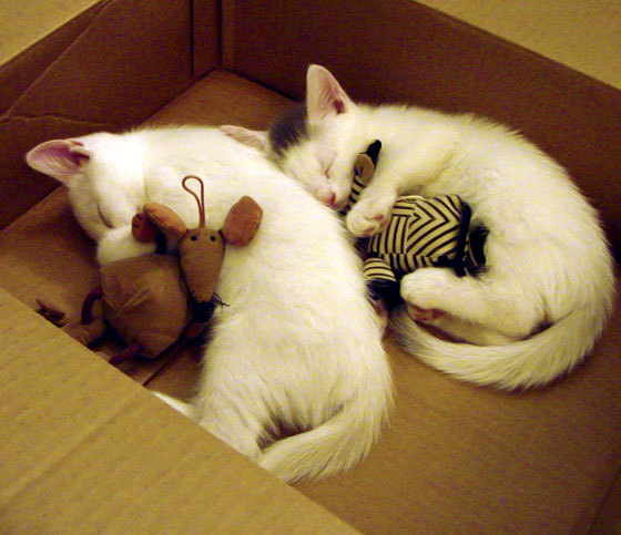 足球训练营暑期爆满显示家长对体育教育重视，家长对足球培训班的建议