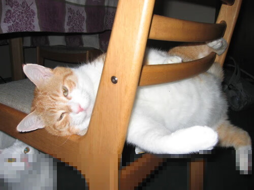 阿尔及利亚主场氛围火爆,球迷成为第六人,阿尔及利亚国家队最新大名单